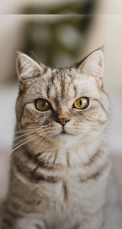 cat-image-mobile