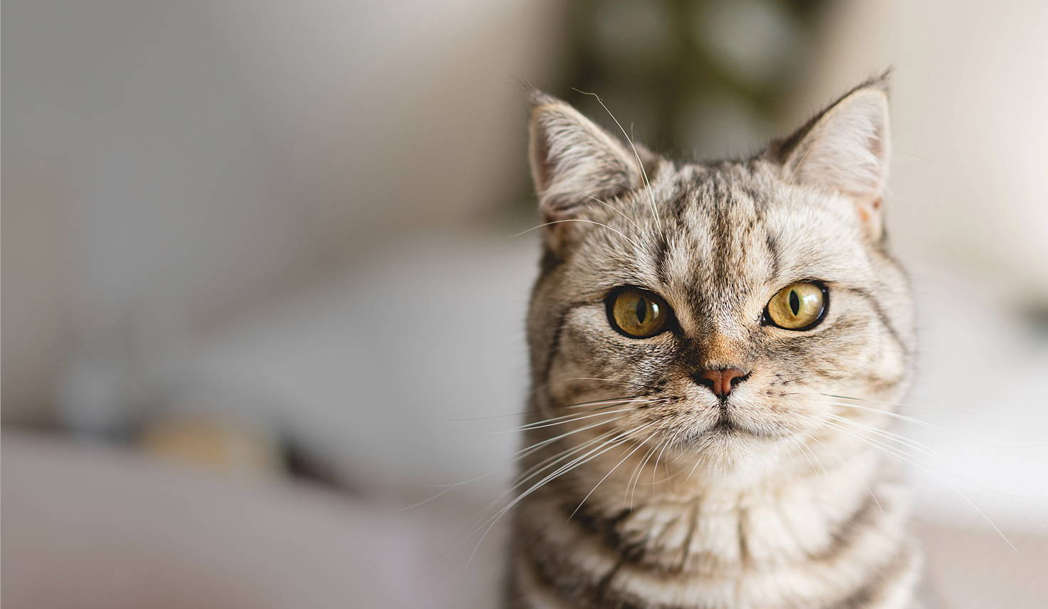 cat-image