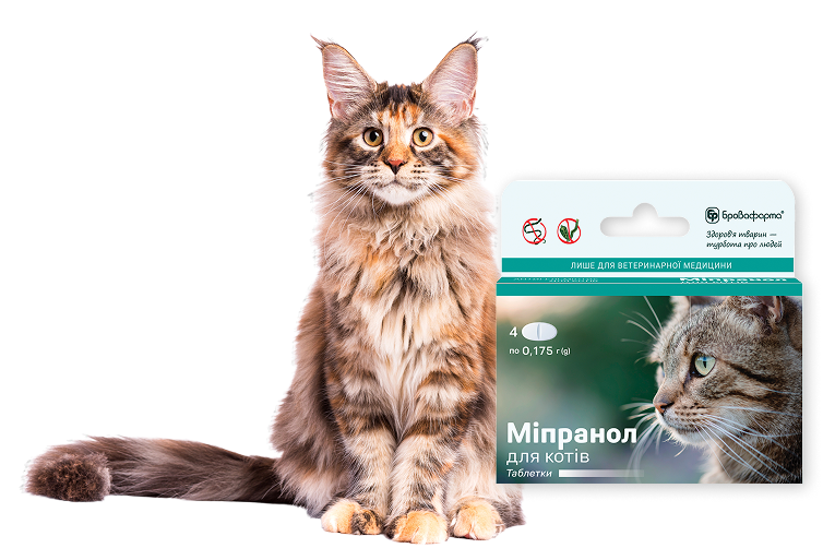 cats-group