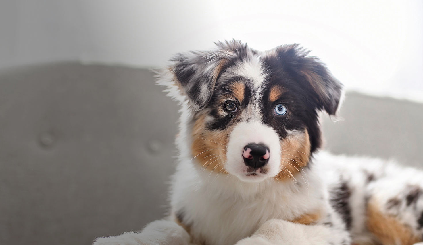dog-image