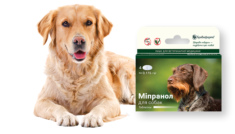 dogs-group